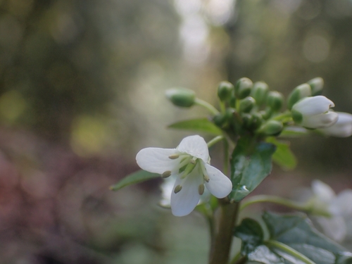 Image of Eutrema japonicum by no rights reserved