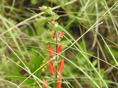 Lamourouxia rhinanthifolia