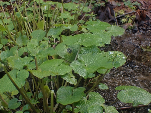 Image of Eutrema japonicum by no rights reserved