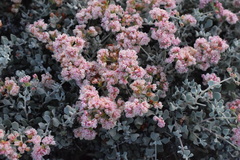 Eriogonum pondii