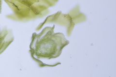Pseudoleskea stenophylla