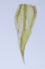 Pseudoleskea stenophylla