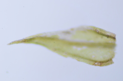 Pseudoleskea stenophylla