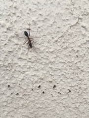 Camponotus