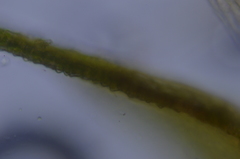 Pseudoleskea stenophylla