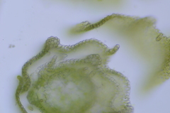 Pseudoleskea stenophylla