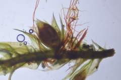Pseudoleskea stenophylla