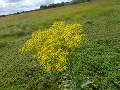 Senecio doria