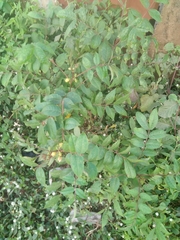 Senna occidentalis image