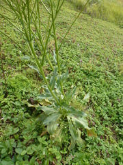 Senecio doria