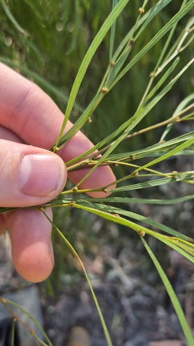 Acacia cognata iNat (3)