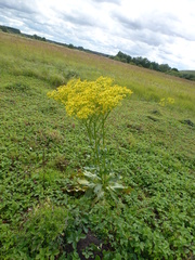 Senecio doria