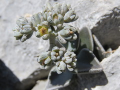 Lenophyllum guttatum