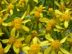 Senecio doria