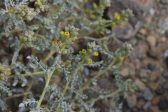 Errazurizia benthamii