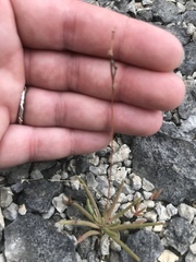 Phemeranthus calcaricus