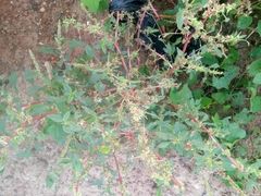 Amaranthus fimbriatus
