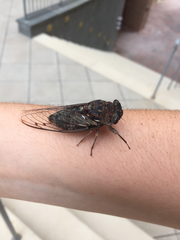 Megatibicen resonans