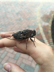 Megatibicen resonans