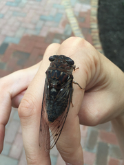 Megatibicen resonans