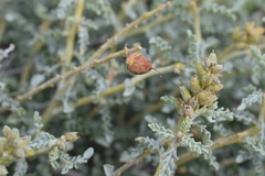Errazurizia benthamii