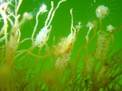Coryphella cooperi