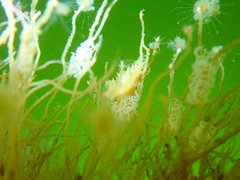 Coryphella cooperi