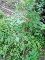 Pterocarpus erinaceus