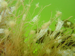 Coryphella cooperi