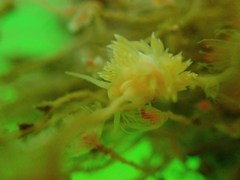 Coryphella cooperi