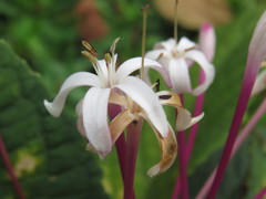 Clerodendrum quadriloculare