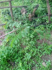 Pterocarpus erinaceus