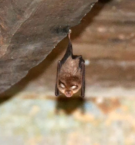 Mali potkovnjak (Rhinolophus hipposideros)