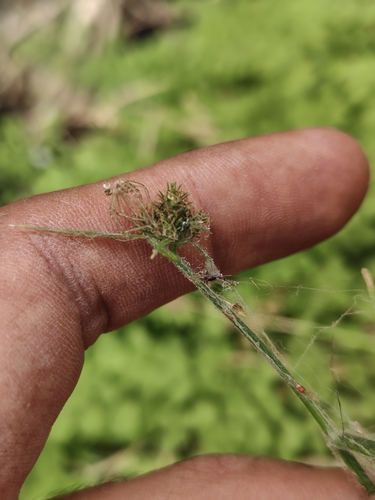 Image of Fuirena simplex by (c) Abraham Sánchez Romero, some rights reserved (CC BY)