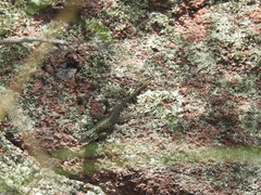 Sceloporus jarrovii