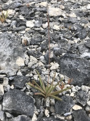 Phemeranthus calcaricus