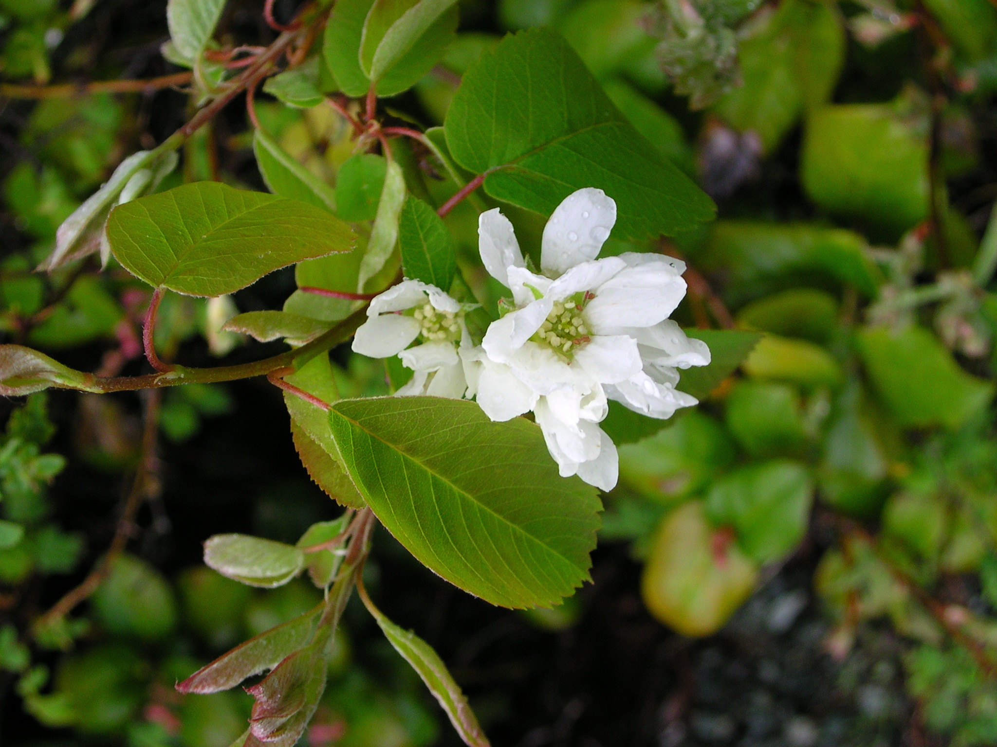 Amelanchier