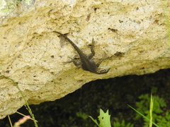 Sceloporus jarrovii