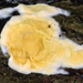 Trichoderma sulphureum - Photo (c) tombigelow, some rights reserved (CC BY-NC), uploaded by tombigelow