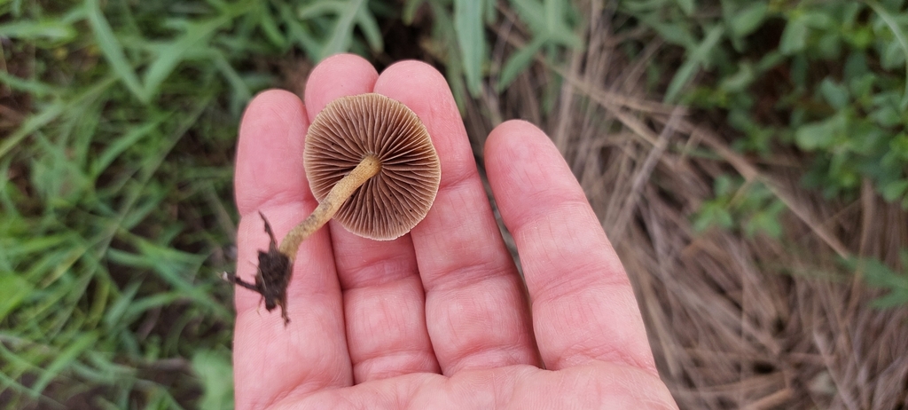 Agrocybe pediades · March 2025 · photo: © laurabm2020 (iNaturalist, cc-by)