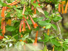 Lonicera pilosa
