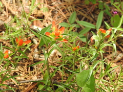 Castilleja durangensis