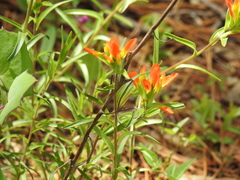 Castilleja durangensis