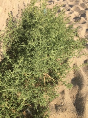 Salsola kali