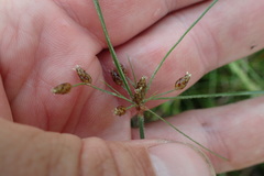 Fimbristylis puberula