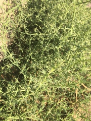 Salsola kali