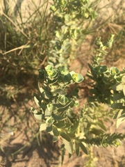 Euphorbia