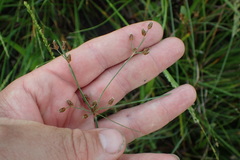 Fimbristylis puberula