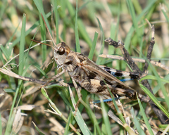 Encoptolophus costalis