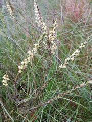 Struthiola fasciata